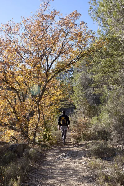 Mann wandert in der Mitte der Bäume an einem sonnigen Tag, Spanien — Stockfoto