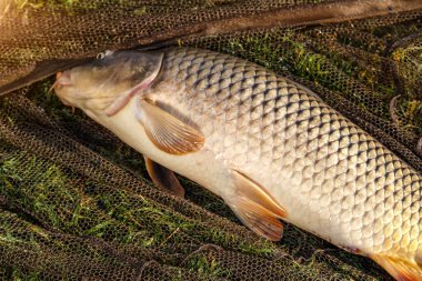 Sazan balığı gölde yakalandı. Sazan oltaları. Balık avı seansları.