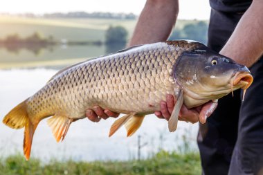 Sazan balığı gölde yakalandı. Sazan oltaları. Balık avı seansları.