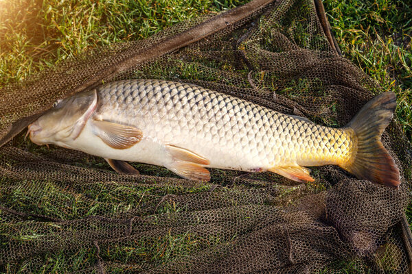 captured carp caught in pond.carp fishing rods.Carpfishing sessi