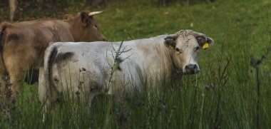 Mera üzerinde ineklerin yaz akşam toprak
