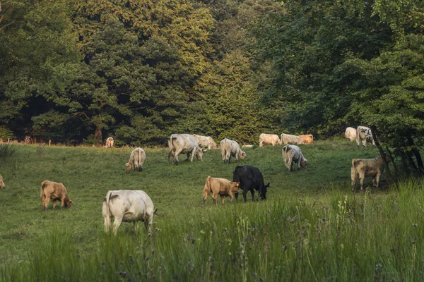 Krowy na pastwisku wylądować w letni wieczór — Zdjęcie stockowe
