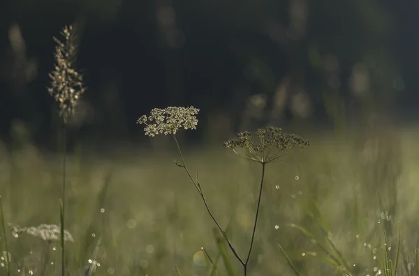 Pradera húmeda en la mañana de verano — Foto de Stock