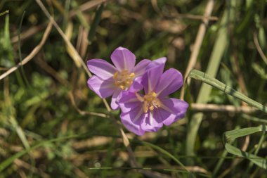 Yaz çayır üzerinde pembe çiçek