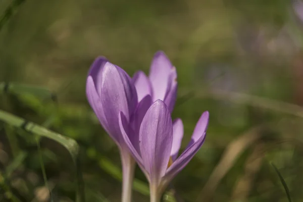 Yaz çayır üzerinde pembe çiçek — Stok fotoğraf