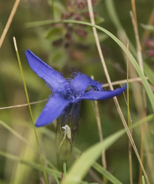 Flor gentiana no prado da manhã — Fotografia de Stock