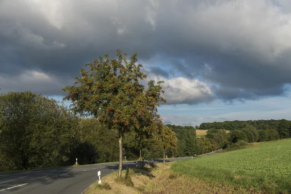Drodze w pobliżu wsi Breukelen, Utrecht z drzew jagody Jarzębina — Zdjęcie stockowe