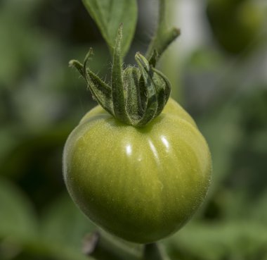 Yaz günü yeşil küçük domates