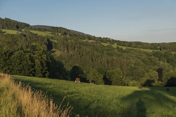 Meadows in summer evening near Vrchlabi — Stock Photo, Image