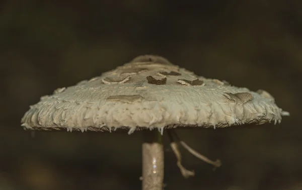 Fungo ombrellone nella foresta slovacca — Foto Stock