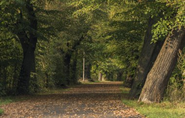 Meşe ağaçları sokak Chabarovice town yakınındaki