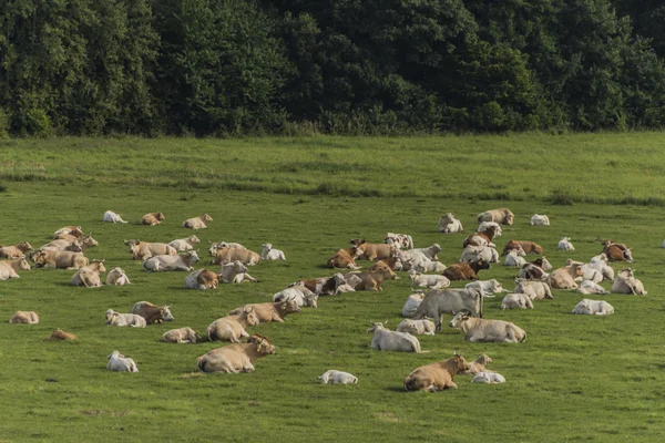 Cows on green pasture land — Stock Photo, Image