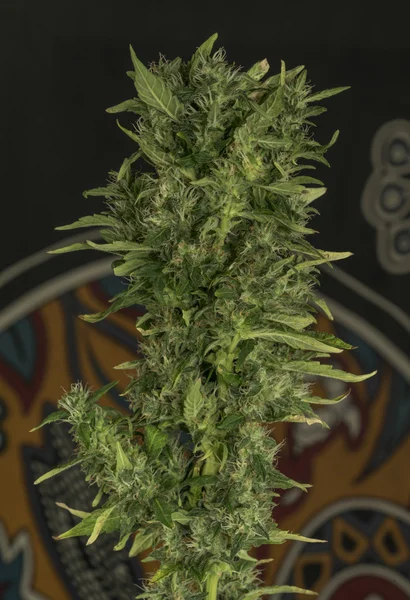 AK 47 mängd marijuana blommor — Stockfoto