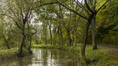 Yaprak Bilina nehir orman ağaçları