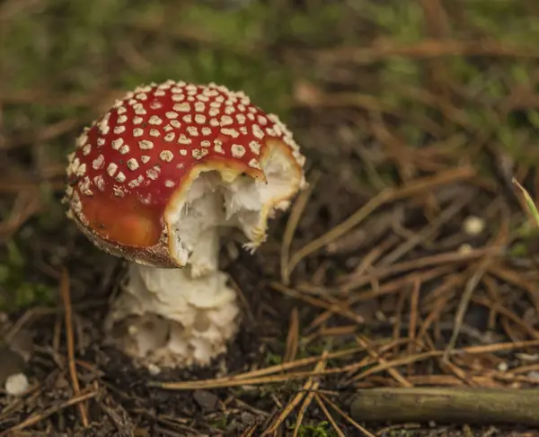 숲에 버섯 할당 버섯 — 스톡 사진