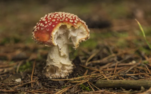 숲에 버섯 할당 버섯 — 스톡 사진