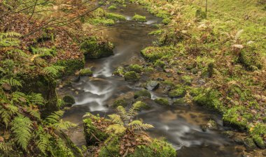 Sonbahar zaman Nehri Krinice yakınında