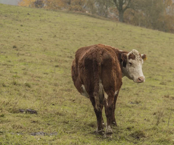 Vacas e touros no prado da manhã — Fotografia de Stock