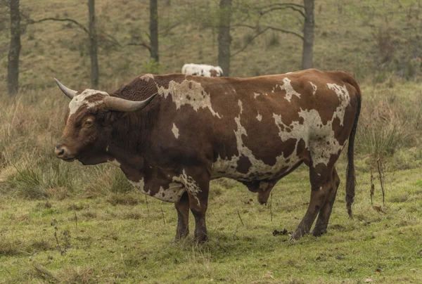 Vacas e touros no prado da manhã — Fotografia de Stock
