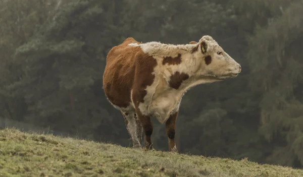 Vacas e touros no prado da manhã — Fotografia de Stock