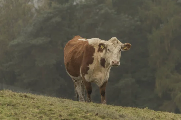 Vacas y toros en el prado matutino —  Fotos de Stock