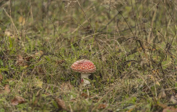 잔디에 버섯 할당 버섯 — 스톡 사진