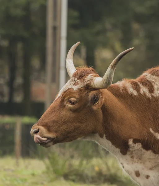 Cabeza de toro en el prado matutino — Foto de Stock