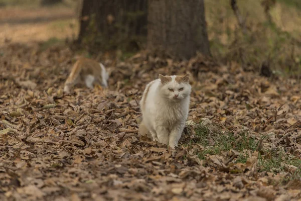 Macskák, az őszi levelek erdő — Stock Fotó