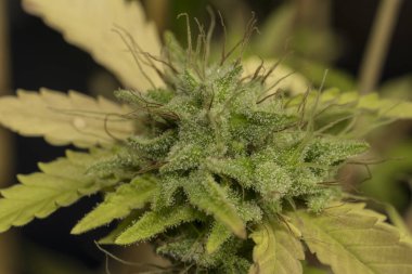 Esrar çiçekler çeşitli S.A.G.E.