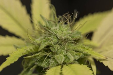 Esrar çiçekler çeşitli S.A.G.E.