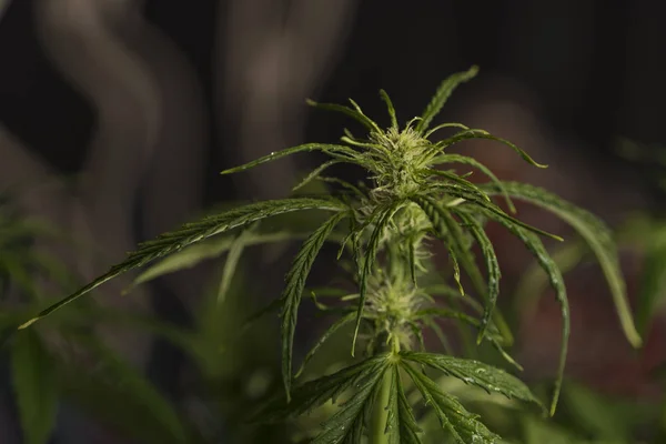 Junge grüne Marihuana-Blüte — Stockfoto
