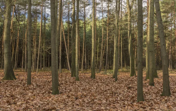 Floresta na área de Kokorin no tempo de inverno — Fotografia de Stock