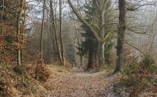 Caminho na floresta de outono perto da colina Klet — Fotografia de Stock