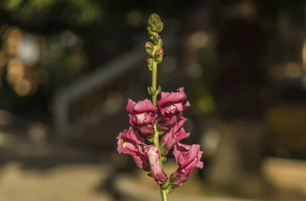Blume an schönem sonnigen Tag in der Nähe der Pagode — Stockfoto