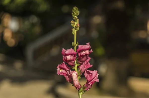 Fleur dans une belle journée ensoleillée près de la pagode — Photo