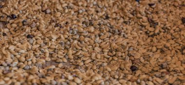 Kahve Da Lat şehri yakınlarında çiftlikte