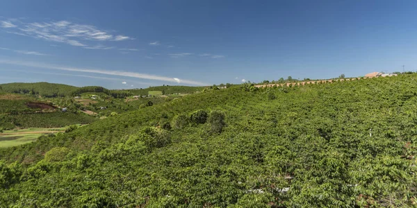 Coffee bushes near coffee farm