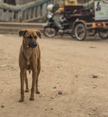 Siem Reap şehir yakınında sokakta köpek