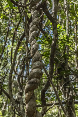 Kbal Spean şelale ve Kamboçya dağlar ormanda