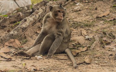 Angkor Wat Tapınağı yakınındaki Gibbon maymunları