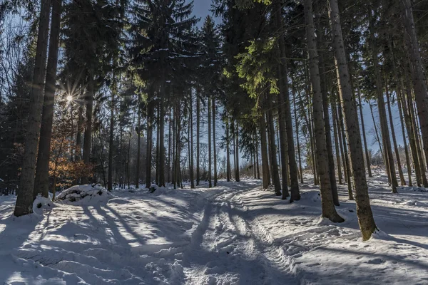 Wald in der Nähe von cereniste und Tasov Dorf — Stockfoto