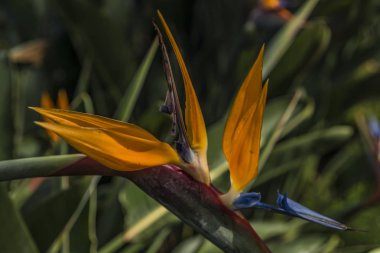 Teleferik da Lat çiçekler