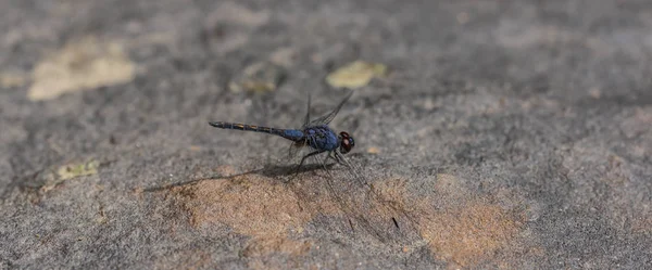 Blue dragonfly on stone in Cambodia — Stock Photo, Image