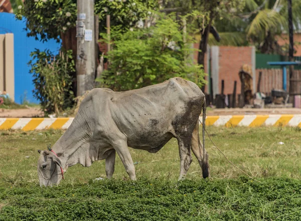 Beyaz inek Siem Reap şehir yakınında sokakta