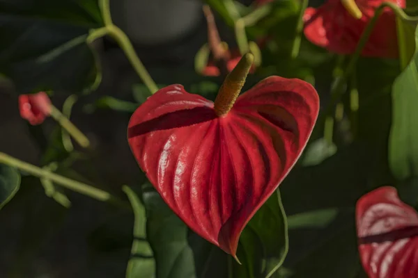 Da lat Blumen in der Nähe der Seilbahn — Stockfoto