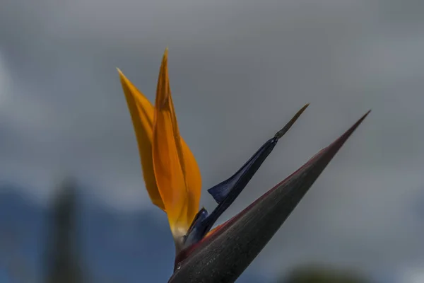 Da lat Blumen in der Nähe der Seilbahn — Stockfoto