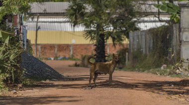 Kamboçya kırsal kesimde Ocak güneşli gün