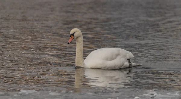 Cisnes en el río Labe en invierno —  Fotos de Stock
