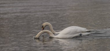 Kuğular üzerinde nehir Labe kış zamanında