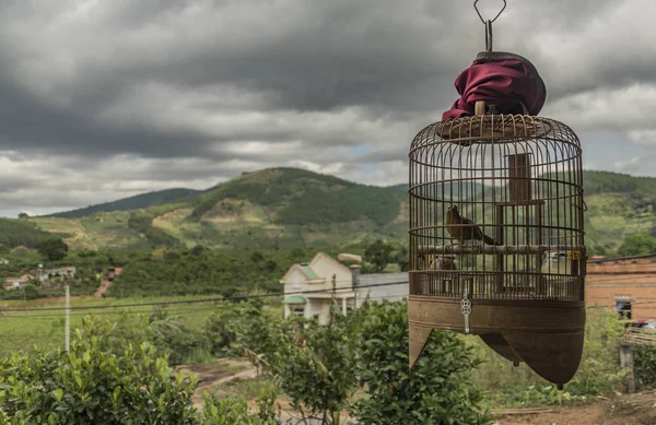 Arbustos de café cerca de granja de café y aves en jaula — Foto de Stock